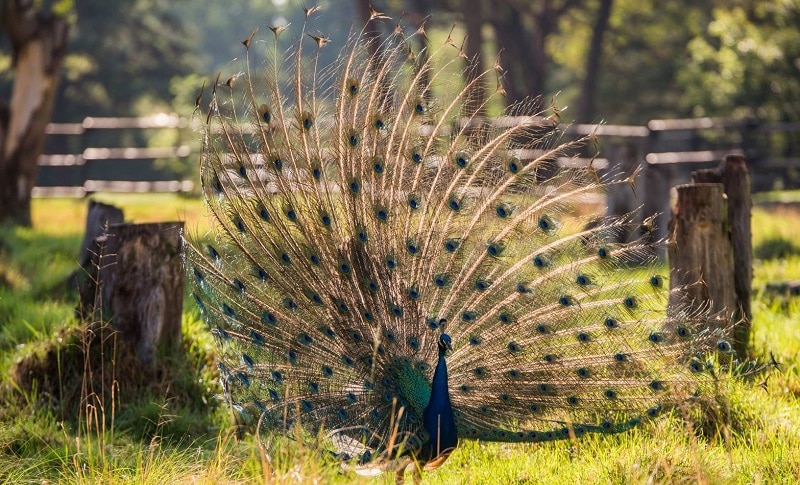 Johannesburg Zoo