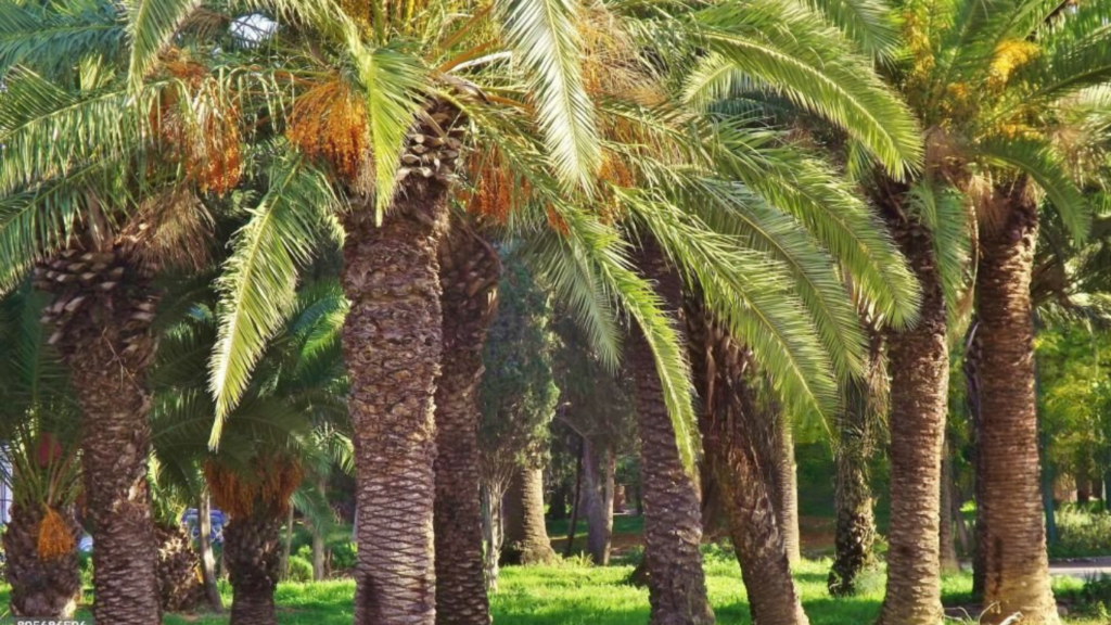  Belvedere Park tunis