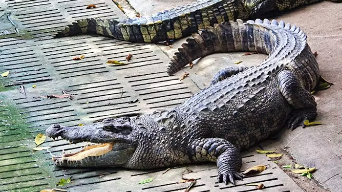 Crocodile Farm in Victoria Falls