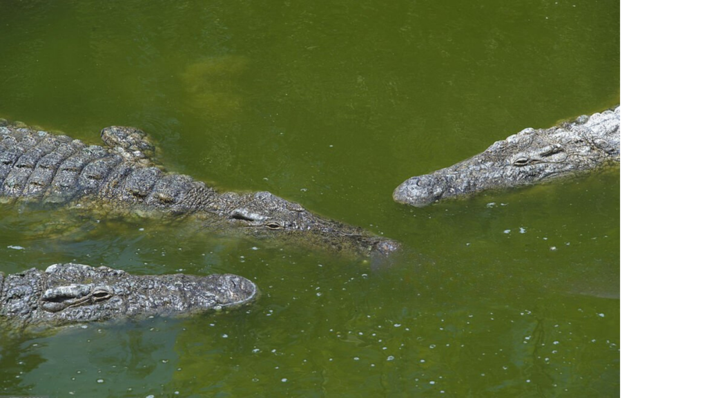 Crocodile Farm