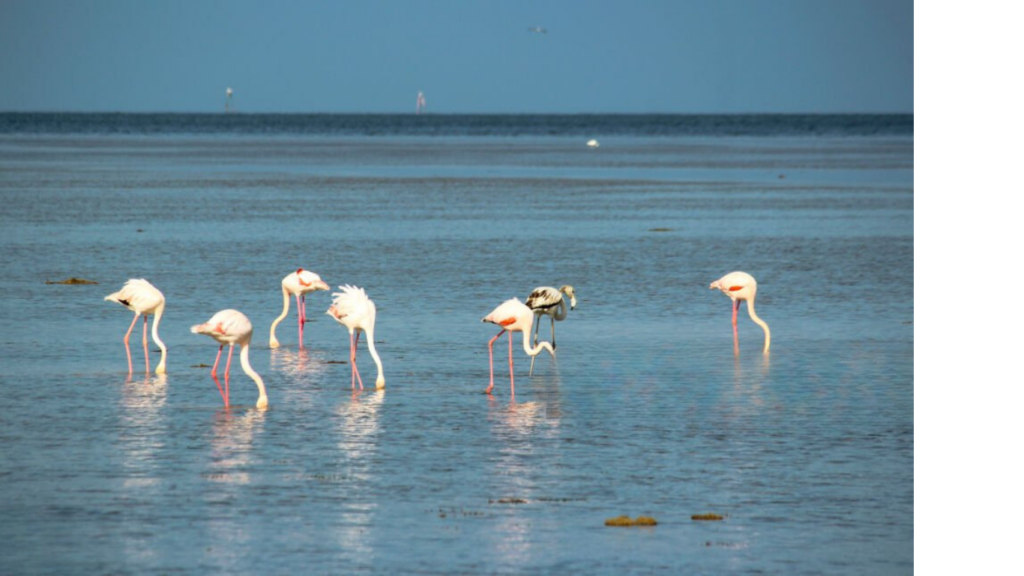  Flamingo Island