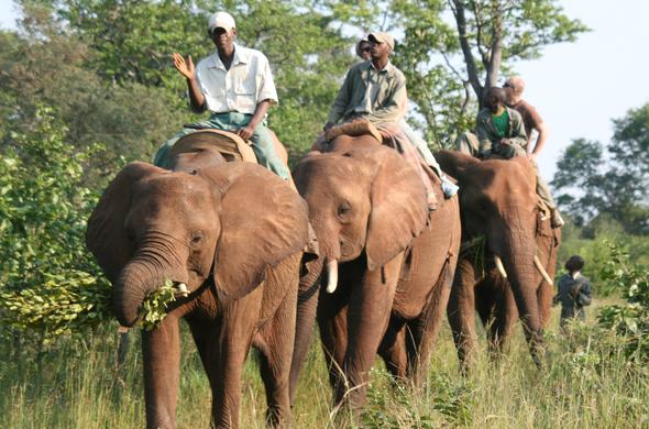 Elephant Safari in Victoria Falls